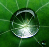 Waterdrop By Zen Image